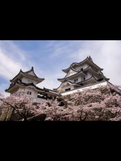 [x]伊賀上野城の桜 | deep.deepblue | Flickr