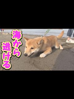 [x]初めて見た海に、子犬が大パニック・・・ - YouTube