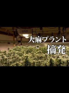 [x]大麻を民家で栽培、群馬県警が摘発 - YouTube