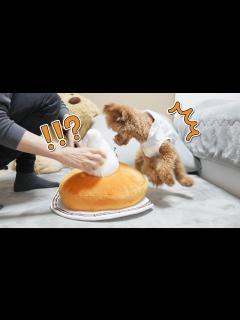 [x]コメダ珈琲店 一番くじシロノワールを愛犬にプレゼントしたらこうなりましたw - YouTube