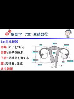 [x]簡単解剖学 7章 生殖器⑤(女性生殖器) - YouTube