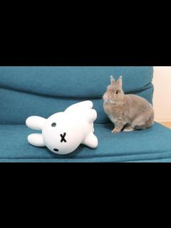 [x]仲間が倒れた時のウサギの行動が健気すぎて感動 - YouTube