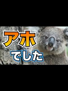 [x]コアラが動物界で一番アホだった - YouTube