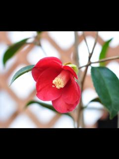 [x]ツバキ（椿）：一子侘助 | nae-ya｜herbal tree shop ｜ハーバルツリーショップ なえやnae-ya｜herbal ...