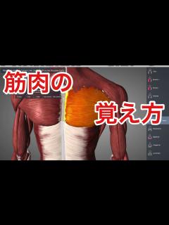 [x]解剖学の超基本：筋肉の名前の覚え方 - YouTube