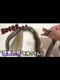 [x]"猛毒の牙"を持つマムシのぶよぶよのお腹を切ったらとんでもないモノが出てきた！！！ - YouTube