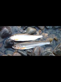 [x]アユ 川崎河川漁業協同組合 中原地区