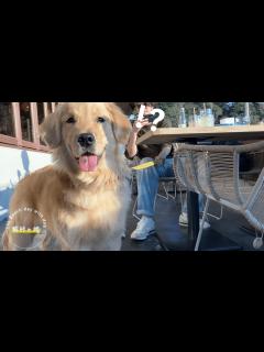 [x]愛犬を初めて海に連れていったら予想通りのリアクションでした｜湘南【ゴルパピ】 - YouTube