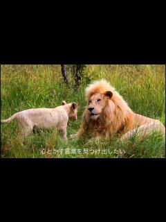 [x]BAAD 君が好きだと叫びたい 歌詞付き - YouTube