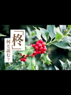 [x]「柊」の読み方やクリスマスとの関係は？ | Domani