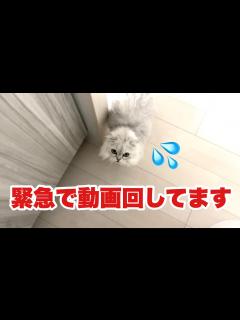 [x]緊急事態を報告する猫が優秀すぎた - YouTube